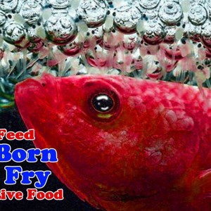 How to Feed New Born Betta Fry Without Live Food