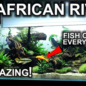 THESE FISH Cleaned My ENTIRE African River Aquarium in 1 WEEK!! (+ brand new BETTA FISH!!)