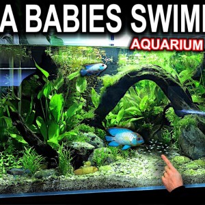SOUTH AMERICAN TANK: Blue Acara Fry Swimming!! (Fish Room Update)