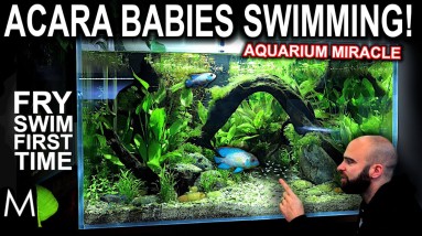 SOUTH AMERICAN TANK: Blue Acara Fry Swimming!! (Fish Room Update)
