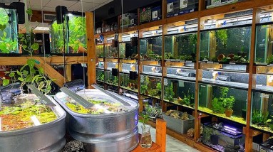 This Florida Fish Store is Inspired by Aquarium Co-Op!