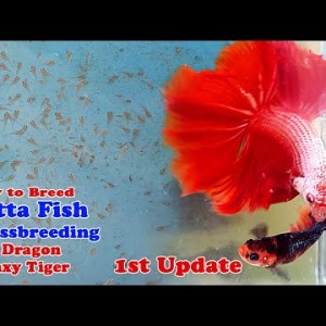 How To Breed Betta Fish | Crossbreeding Red Dragon x Galaxy Tiger (1st update)