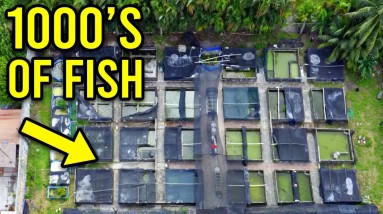 Visiting 3 Tropical Fish Farms in 24 Hours!