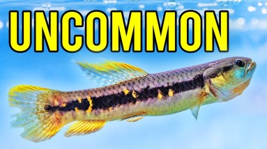 We Love These Fish - Brand New Unboxing