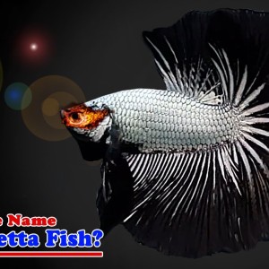 What Is the Name of this Betta Fish? Type your answer in 5 seconds