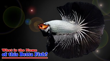 What Is the Name of this Betta Fish? Type your answer in 5 seconds