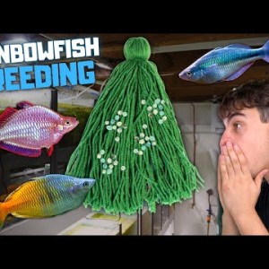 Breeding Rainbowfish! 3 Different Types (Boesemani, Praecox & Turquoise) - Day in the Fish Room #44