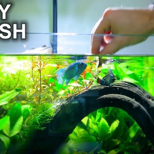 Aggressive Fish Bites Hand 😂 - Fixing Lots Of My Aquariums