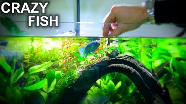 Aggressive Fish Bites Hand 😂 - Fixing Lots Of My Aquariums