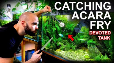 Catching Electric Blue Acara Fry For Dedicated Tank! (will it work?)