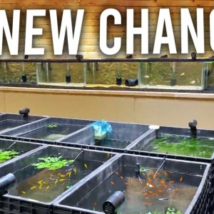 Changes Happening in the Fish Room