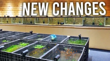 Changes Happening in the Fish Room