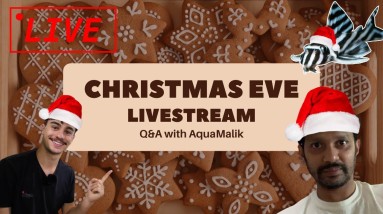 Christmas Eve Livestream Q&A with AquaMalik