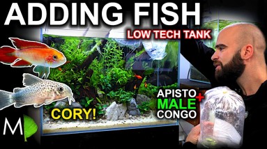 Adding A LOT of CORY CAT FISH to LOW TECH TANK, CONGO TETRA & APISTOGRAMMA!!