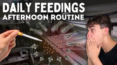 How I Feed Newborn Fry! Afternoon Routine! Day in the Fish Room #43