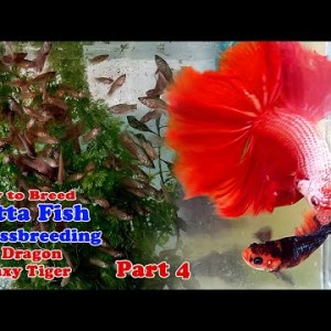 How To Breed Betta Fish | Crossbreeding Red Dragon x Galaxy Tiger (Part 4)