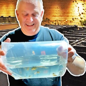 Master Breeder Dean Brings Unusual New Fish for the Fish Room!