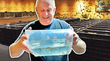 Master Breeder Dean Brings Unusual New Fish for the Fish Room!