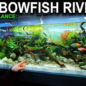 The Rainbowfish River: Week 1 Instructions - How To Maintain & Balance A New Aquarium Setup