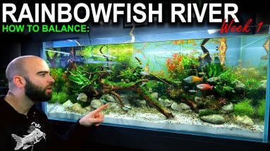 The Rainbowfish River: Week 1 Instructions - How To Maintain & Balance A New Aquarium Setup