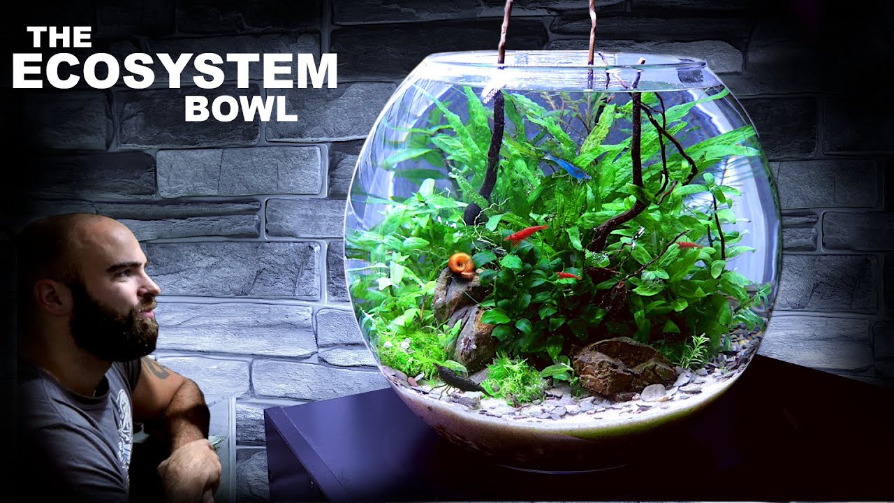 The Ecosystem Bowl AMAZING NO WATER CHANGE & No Filter Aquarium