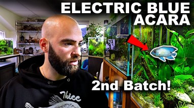 THEY DONE IT AGAIN! Fish LAY EGGS For 2nd Time In 2 WEEKS!