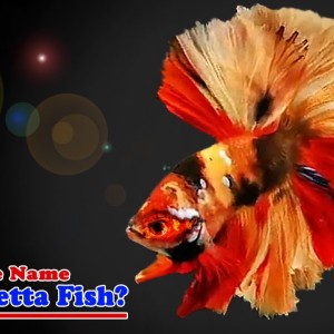 What Is the Name of this Betta Fish?