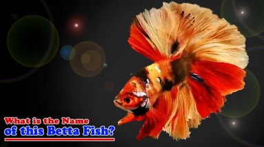 What Is the Name of this Betta Fish?