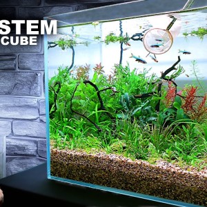 The Ecosystem Cube w/ Axelrod Rasbora (AMAZING NO WATER CHANGE Aquarium Aquascape Tutorial)