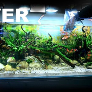 Adding NEW FISH to my RAINBOW RIVER Aquarium!!!