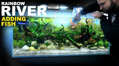 Adding NEW FISH to my RAINBOW RIVER Aquarium!!!