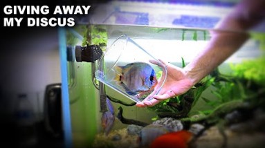 Giving Away My Discus...Painful But Right