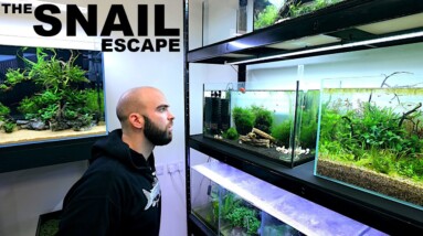 SNAILS Are Trying To ESCAPE...NO!! 🤣....& NEW TANK Started!