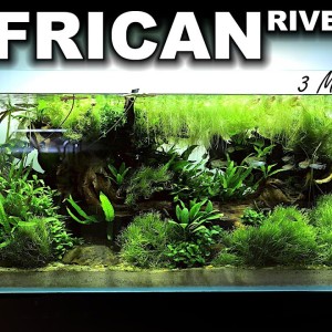 The African River: 3 Month Update (From Beginning to Now)