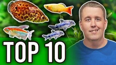 10 Fish That Are Perfect For Planted Aquariums