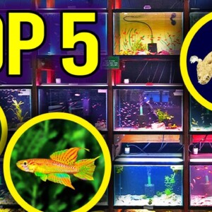 5 BEST ﻿Community, Centerpiece and Oddball Aquarium Fish
