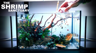 The Shrimp Sanctuary: NEW Shrimp Setup for Neocaridina Aquascape Tutorial