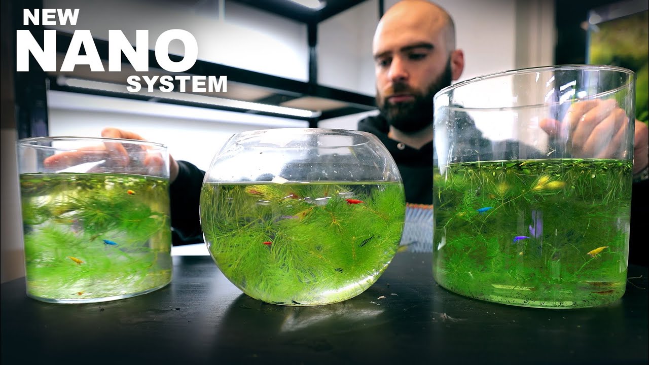 Nio Fish I Made A New System For Shrimp & Nano Fish - RARE Ecosystem Build Starts
