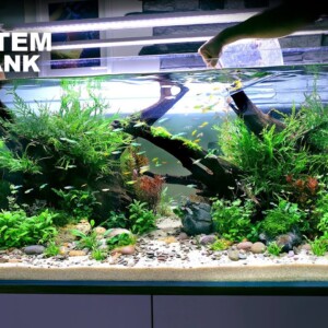 The Rare Ecosystem Tank: 100's of Rare Nano Fish - EPIC 4ft Aquascape Tutorial