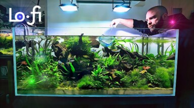 *Real Time* Fish Tank Cleaning - LoFi Beats [relaxing/motivation]