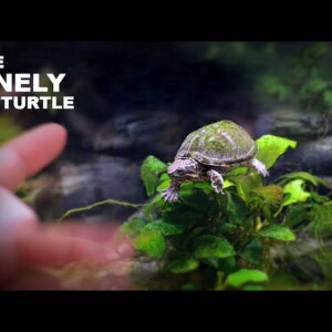 The Lonely Turtle...
