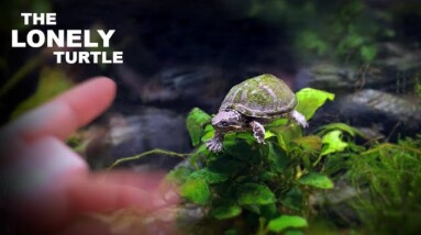 The Lonely Turtle...