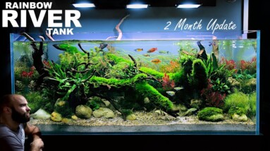 The Rainbowfish River Tank: 2 Month Update