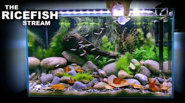 The Ricefish Stream: Galaxy Medaka Natural Style Aquascape Tutorial