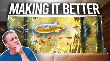 800 Gallon Puffer Tank Problems – Sick Fish, Algae, and More