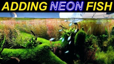 ADDING RAINBOWS to the RIVER AQUARIUM!! (finally time!!)