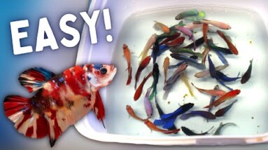 How to Choose a GREAT Betta for your Aquarium!