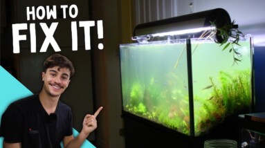How to Fix Cloudy Water in an Aquarium! (Quick and Easy)