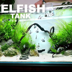 The Angelfish Aquarium: EPIC NO co2 4ft Aquascape Tutorial (Full Guide)