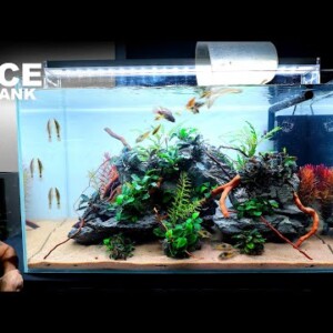 The Buce Tank: Amazing Reef Style Planted Aquarium (Aquascape Tutorial)